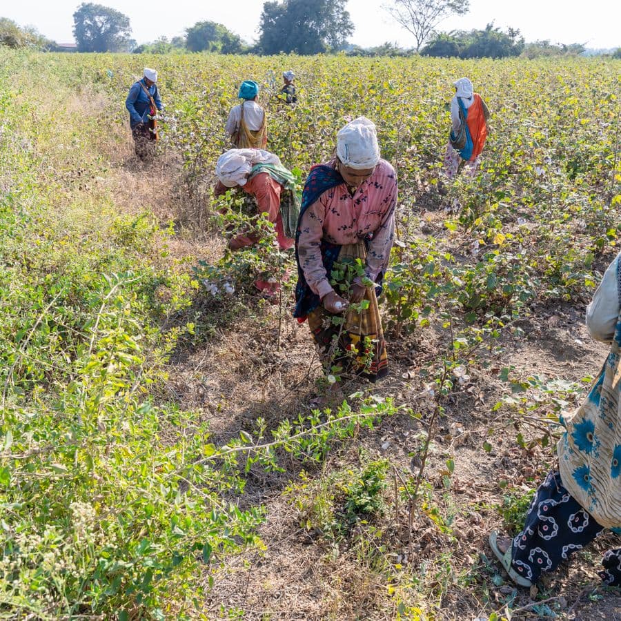Indian agricultural sourcing for global buyers